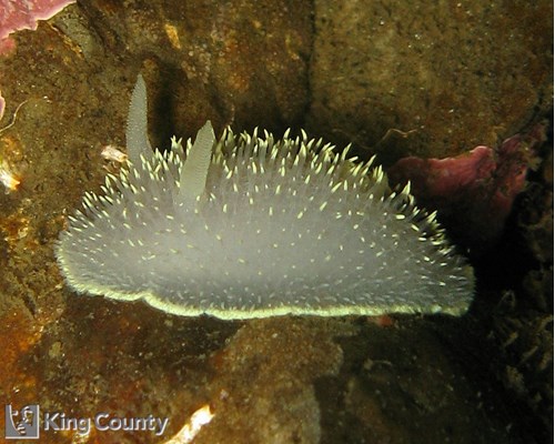 Photo of Acanthodoris hudsoni